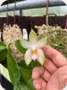 Phal. bellina var. Pink Fire